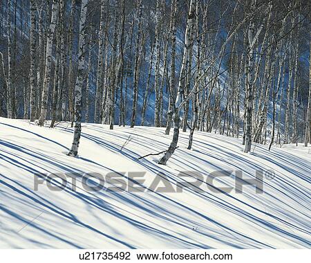 Stock Image - Bare trees on a snowy field. Fotosearch