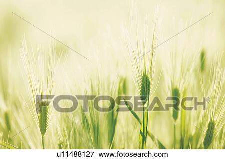 Barley ears View Large Photo Image Stock Photo - Barley ears. Fotosearch