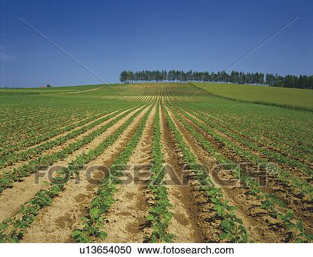 Stock Image - Bean crops growing in rows in Hokkaido, Japan. Fotosearch