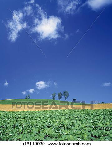 Stock Photo - Bean field and wheat field in Biei-Machi, Hokkaido, Japan. Fotosearch
