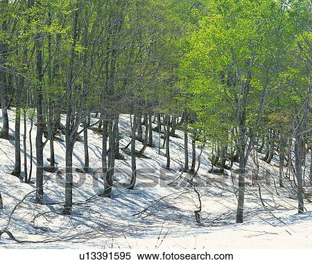 Stock Photography - Beech forest and snowfall, Towada, Aomori Prefecture, Japan. Fotosearch