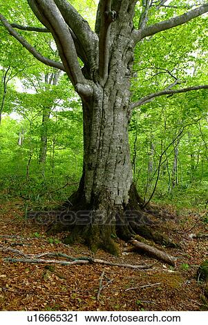 Beech tree in a forest, Iwate Prefecture, Japan View Large Photo Image Stock Image - Beech tree in a forest, Iwate Prefecture, Japan. Fotosearch