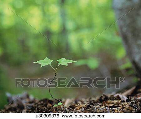 Beech tree seedling, Towada, Aomori Prefecture, Japan View Large Photo Image Stock Photography - Beech tree seedling, Towada, Aomori Prefecture, Japan. Fotosearch