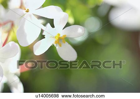 Begonia View Large Photo Image Stock Photo - Begonia. Fotosearch