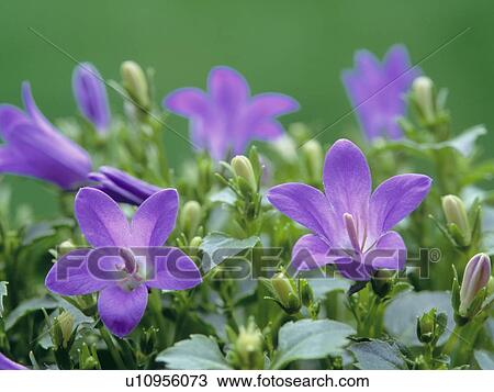 Bellflower View Large Photo Image Stock Image - Bellflower. Fotosearch