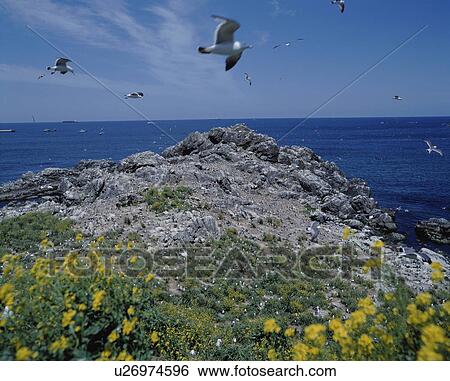 Black-Tailed Gulls flying over Kabu Shima Island, Hachinohe, Aomori Prefecture, Japan View Large Photo Image Stock Photograph - Black-Tailed Gulls flying over Kabu Shima Island, Hachinohe, Aomori Prefecture, Japan. Fotosearch