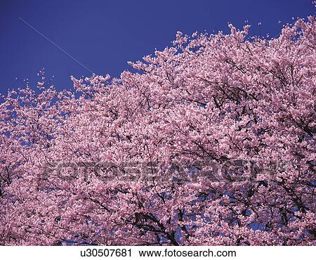 Blossoming cherry tree against a clear blue sky View Large Photo Image Stock Image - Blossoming cherry tree against a clear blue sky. Fotosearch