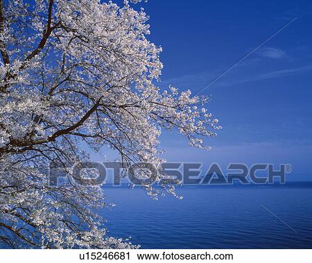 Blossoming cherry tree beside Lake Biwa, Takashima, Gifu Prefecture, Japan View Large Photo Image Stock Image - Blossoming cherry tree beside Lake Biwa, Takashima, Gifu Prefecture, Japan. Fotosearch