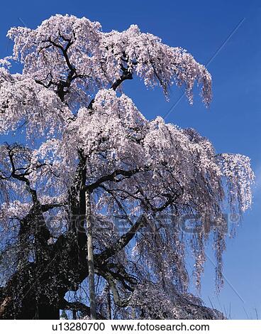 Stock Image - Blossoming Cherry tree, Miharu-Machi, Fukushima Prefecture, Japan. Fotosearch