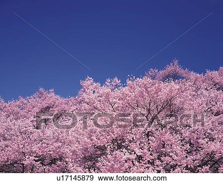 Blossoming cherry trees against a clear blue sky View Large Photo Image Stock Photo - Blossoming cherry trees against a clear blue sky. Fotosearch