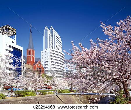 Blossoming cherry trees by the riverside in Kobe, Hyogo Prefecture, Japan View Large Photo Image Stock Photo - Blossoming cherry trees by the riverside in Kobe, Hyogo Prefecture, Japan. Fotosearch