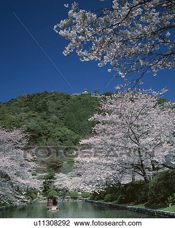 Blossoming cherry trees on river bank, Iwakuni, Yamaguchi Prefecture, Japan View Large Photo Image Stock Image - Blossoming cherry trees on river bank, Iwakuni, Yamaguchi Prefecture, Japan. Fotosearch