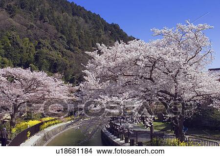 Blossoming cherry trees on the side of Lake Biwa canal, Kyoto, Japan View Large Photo Image Picture - Blossoming cherry trees on the side of Lake Biwa canal, Kyoto, Japan. Fotosearch