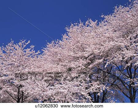 Blossoming Cherry trees under a clear blue sky View Large Photo Image Stock Image - Blossoming Cherry trees under a clear blue sky. Fotosearch