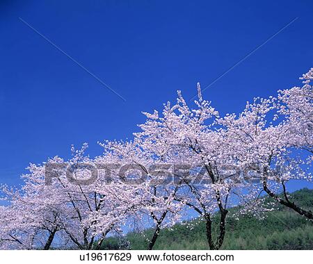 Stock Photo - Blossoming Cherry trees under a clear blue sky. Fotosearch