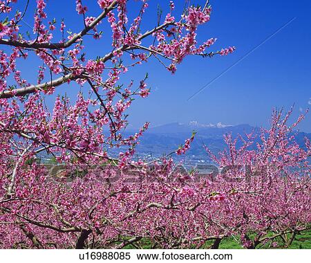 Blossoming fruit tree View Large Photo Image Stock Photography - Blossoming fruit tree. Fotosearch