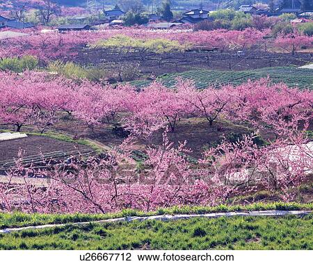 Blossoming fruit trees in orchard View Large Photo Image Stock Image - Blossoming fruit trees in orchard. Fotosearch