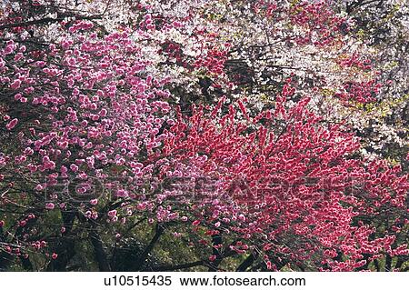 Stock Photography - Blossoming peach tree, Gifu Prefecture, Japan. Fotosearch
