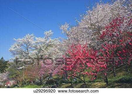 Stock Image - Blossoming peach trees, Ibigawa-Machi, Gifu Prefecture, Japan. Fotosearch