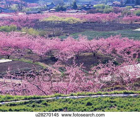 Blossoming peach trees in an orchard, Yamanashi Prefecture, Japan View Large Photo Image Stock Photography - Blossoming peach trees in an orchard, Yamanashi Prefecture, Japan. Fotosearch