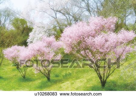 Stock Image - Blossoming peach trees. Fotosearch