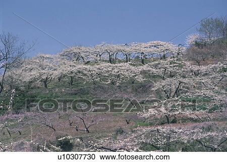 Blossoming peach trees View Large Photo Image Stock Image - Blossoming peach trees. Fotosearch