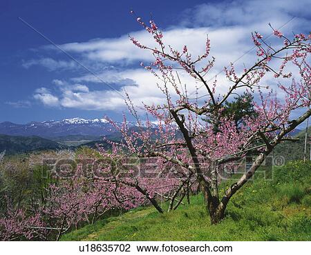 Blossoming peach trees View Large Photo Image Stock Image - Blossoming peach trees. Fotosearch