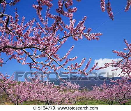 Blossoming peach trees, Yamanashi Prefecture, Japan View Large Photo Image Stock Photo - Blossoming peach trees, Yamanashi Prefecture, Japan. Fotosearch