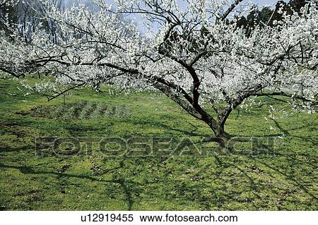 Stock Photography - Blossoming plum tree. Fotosearch