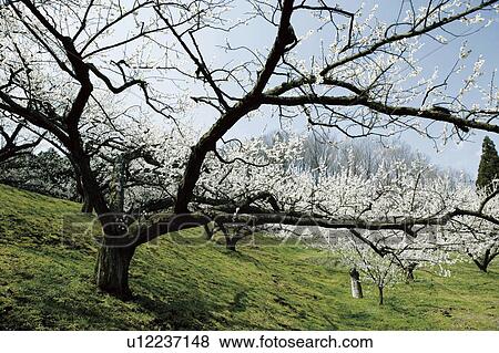Blossoming plum trees View Large Photo Image Stock Photo - Blossoming plum trees. Fotosearch