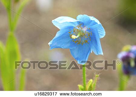 Stock Photo - Blue himalaya poppy. Fotosearch
