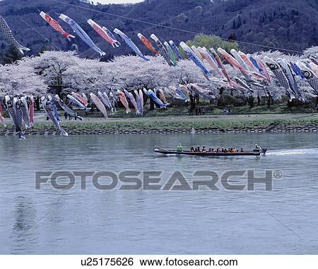 Stock Photograph - Boat moving down a river with blossoming cherry trees on riverbank and carp streamer overhead, Kitakami river, Kitakami, Iwate Prefecture, Japan. Fotosearch