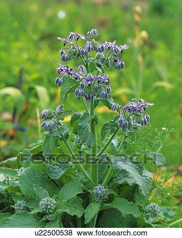 Stock Photo - Borage, Kitahiobara-Son, Fukushima Prefecture, Japan. Fotosearch