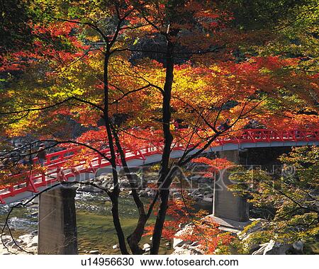 Stock Image - Bridge and Autumn foliage in Korankei, Japan. Fotosearch