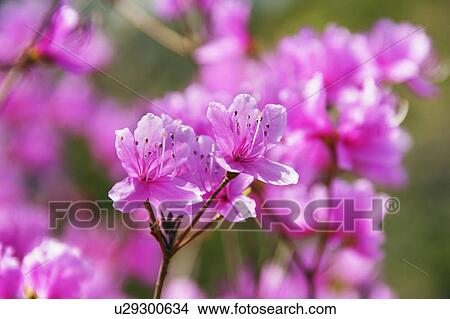 Bright pink azalea flowers View Large Photo Image Picture - Bright pink azalea flowers. Fotosearch
