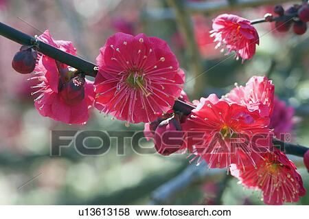 Stock Photo - Bright Pink Blossom. Fotosearch