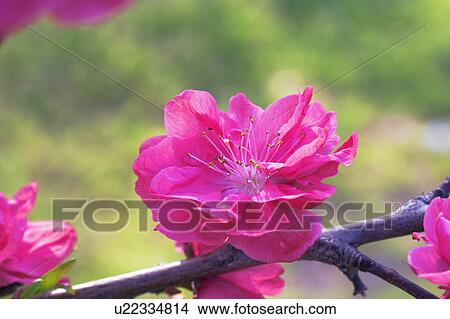 Bright pink peach blossom View Large Photo Image Picture - Bright pink peach blossom. Fotosearch