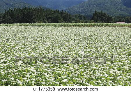 Stock Photo - Buckwheat field in Kitakata, Fukushima Prefecture, Japan. Fotosearch