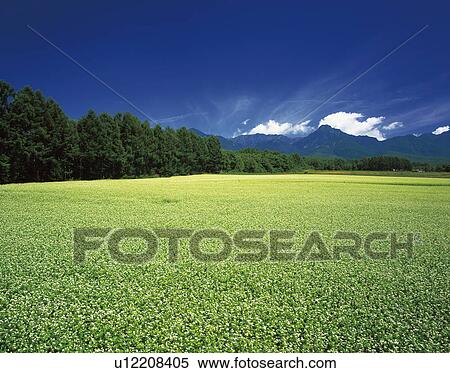 Buckwheat flowers and Mt. Yatsugatake, Nagano Prefecture, Japan View Large Photo Image Stock Photography - Buckwheat flowers and Mt. Yatsugatake, Nagano Prefecture, Japan. Fotosearch