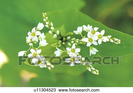 Stock Image - Buckwheat flowers. Fotosearch
