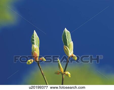Stock Photo - Budding plants. Fotosearch