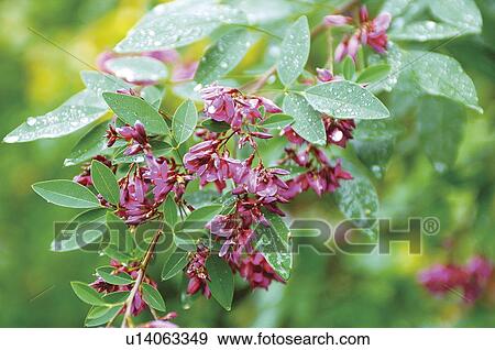 Stock Photo - Bush Clover. Fotosearch
