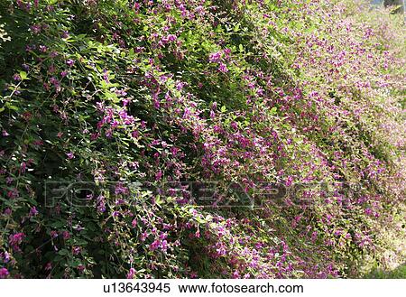 Bushclover View Large Photo Image Stock Photography - Bushclover. Fotosearch