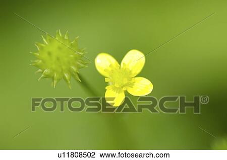 Buttercup View Large Photo Image Stock Image - Buttercup. Fotosearch