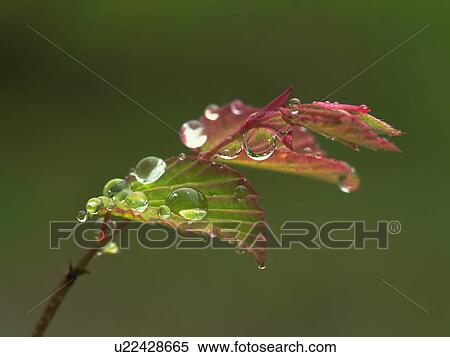 Stock Photography - Buttercup winter hazel sprout covered in dew drops, Hokkaido, Japan. Fotosearch