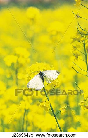 Stock Photography - Butterfly feeding on Oilseed Rape. Fotosearch