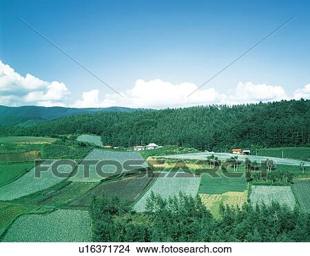 Cabbage fields in Gumma Prefecture, Japan View Large Photo Image Picture - Cabbage fields in Gumma Prefecture, Japan. Fotosearch