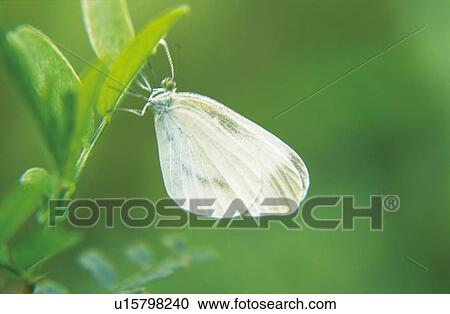 Cabbage white butterfly View Large Photo Image Stock Image - Cabbage white butterfly. Fotosearch