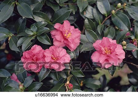 Camellia flowers View Large Photo Image Picture - Camellia flowers. Fotosearch