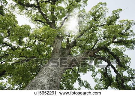 Camphor tree View Large Photo Image Stock Image - Camphor tree. Fotosearch